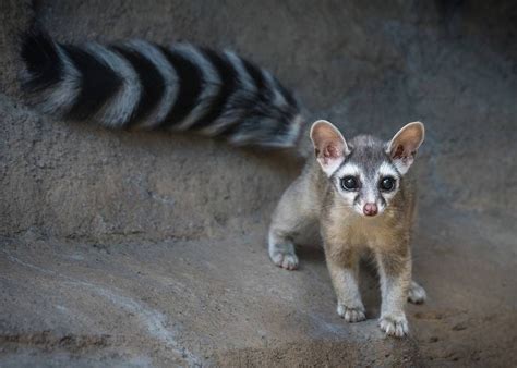 Los Angeles Zoo ~ Everyone At The Zoo Is In Love With Our New Ringtail