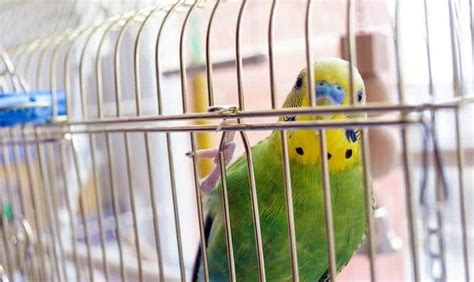 Preparing And Bringing Home Your New Bird Clever Pet Owners