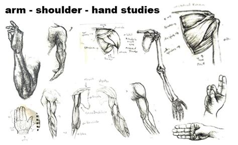 Anatomy Studies Arm Study