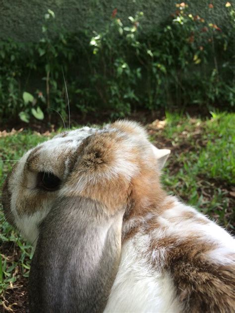 Pin Di Tommy Su Cutest Rabbit Ever Coniglio