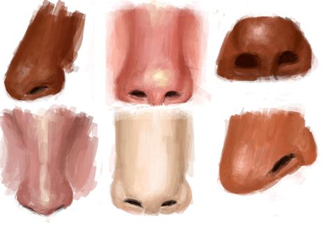 82/365 - Different types noses by matheussantos18 on DeviantArt gambar png