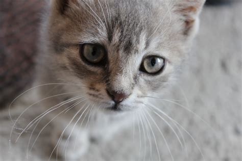 free picture domestic cat grey whiskers adorable close up eyes nose eyelashes kitten