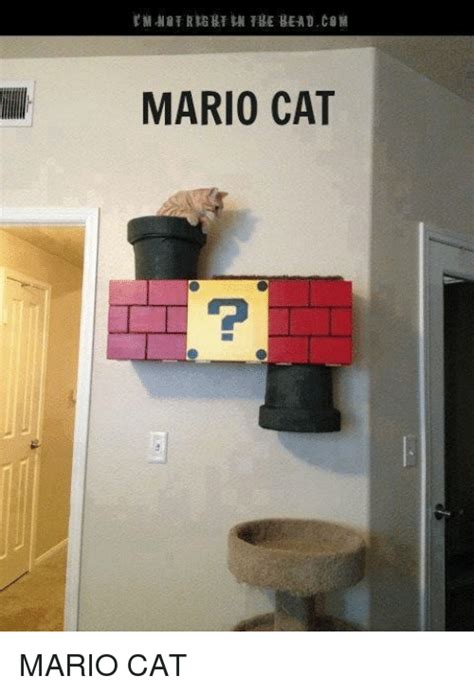 Mario Cat Meme On Meme