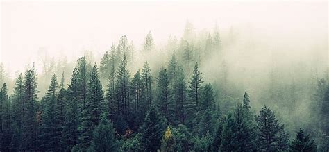 Fog In The Forest Png Clipart Banner Brown Fog Forest Landscape