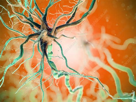 Human Nerve Cell Illustration Stock Image F0294711 Science