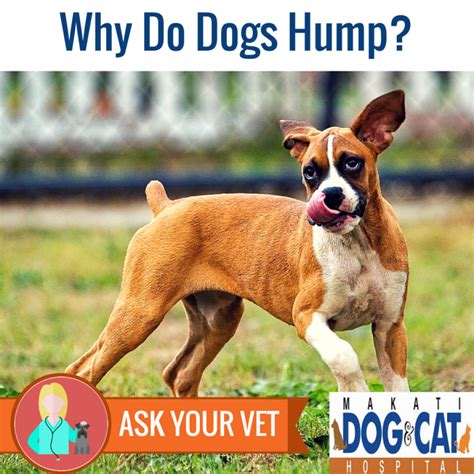 Why Do Dogs Hump Makati Dog And Cat Hospital