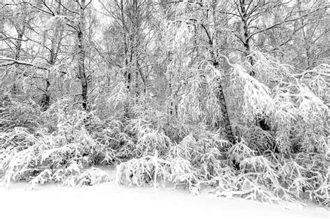 Winter With Snow On Trees Stock Photo Image Of Snowy 67648248