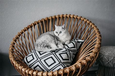 The Best Cat Breeds For Seniors Mishi Pets