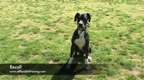 It is thought that the breed was created to the extent is today by crossing the mastiffs of south germany with the great danes of north germany. Great Dane Puppies Colorado Springs / Great Dane Gray Large Breed Dog Canine Campus Dog Daycare ...
