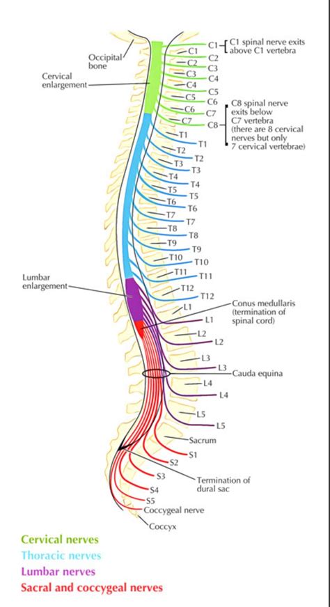 Cranial Nerves And Spinal Nerves