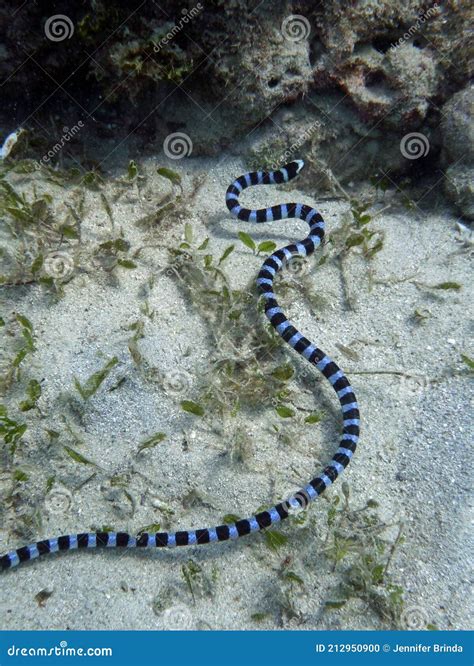 Blue Banded Sea Snake Stock Photo Image Of Snake Blue