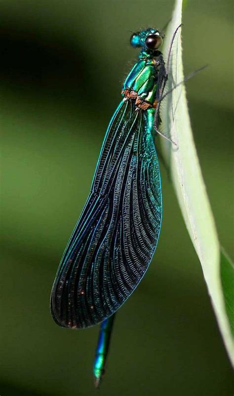 Pin By Salomé Mo On Libellule Dragonfly Anddemoiselles Dragonfly Photos