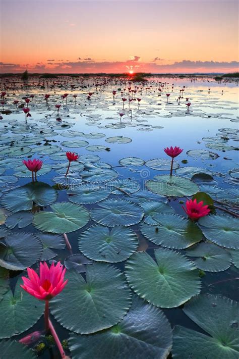 Water Lilies Are Blooming In The Pond At Sunset