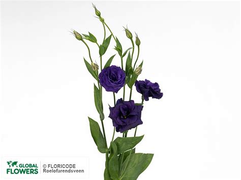 Photo Eustoma Russellianum Gevuldbloemig Excalibur Blue Global Flowers