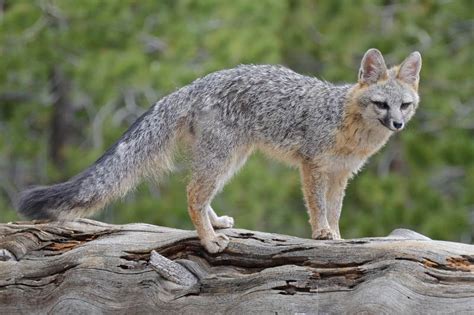 Gray Fox Facts A Common But Elusive Nocturnal American Canid