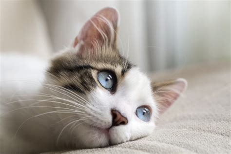 If you are cat allergic and cat allergens get into your lungs, the allergens can combine with antibodies and cause symptoms. 5 Pet Tips When Your Child Has Cat Allergies | Chem-Dry