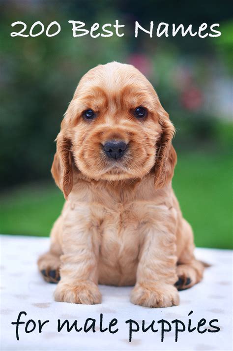 Names of animals in french. Best Male Dog Names - 200 Great Ideas For Naming Boy Puppies!