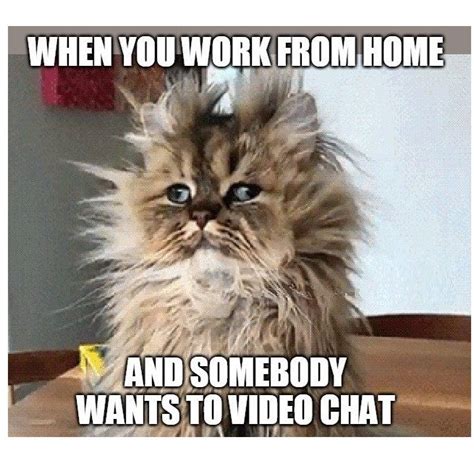 Video Chat Cat Work Humor Working From Home Funny Images