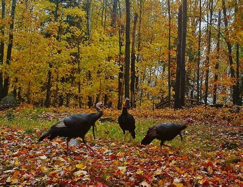 Fall Wild Turkey Hunting Tips