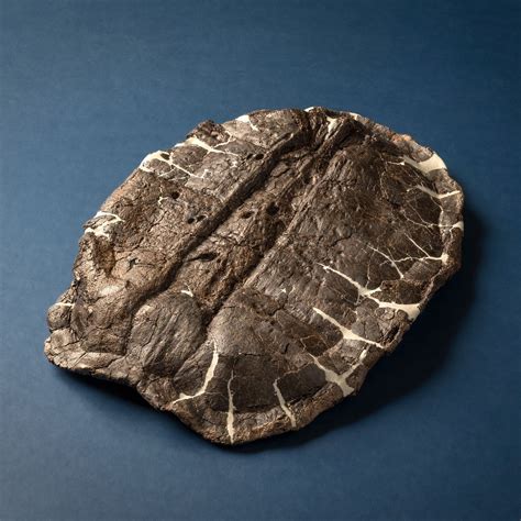 El hallazgo de fósiles de tortuga de más de 90 millones de años