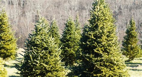 Twin Cities Guide To Christmas Tree Farms