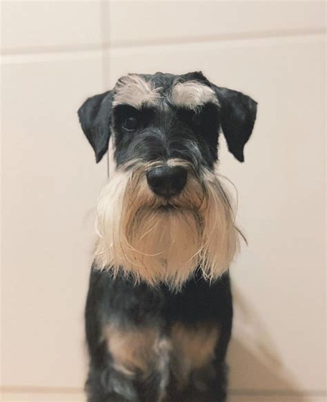 Dad is a black super coat eight lbs now accepting deposits on miniature schnauzer puppies. Black and silver mini schnauzer | Schnauzer puppy ...