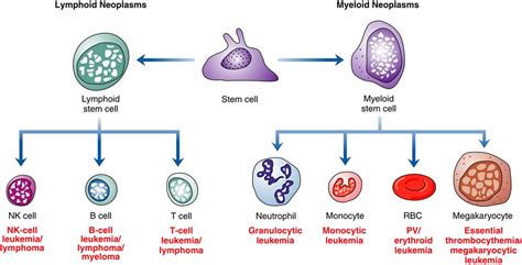 Malignant Disorders Of White Blood Cells Basicmedical Key