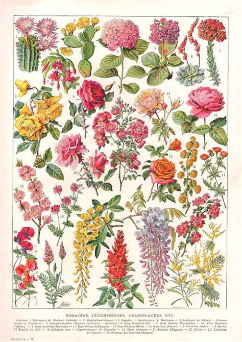 Antique French Flowers Chart DIGITAL DOWNLOAD IMAGE botanical vintage high resolution ...