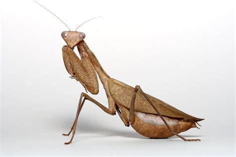 Los 20 Tipos De Mantis Religiosa Más Curiosos Y Extraordinarios Del