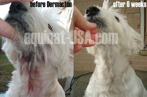 Shelby Westie Red Rash And Hair Loss Treated With Dermacton Dogs