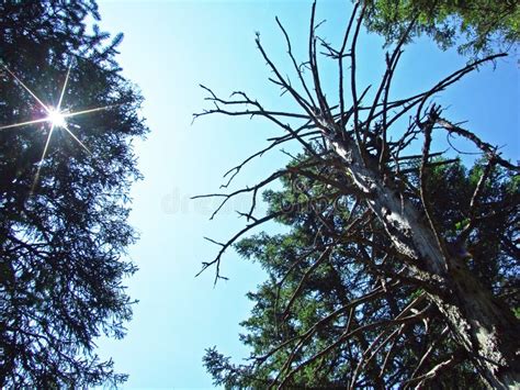 Beautiful Views Of The Summer Alpine Sky And Rays Of Sunshine Through