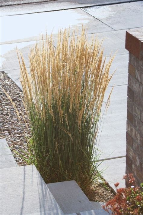 Ornamental Grasses Provide Amazing Texture Motion And Architecture To