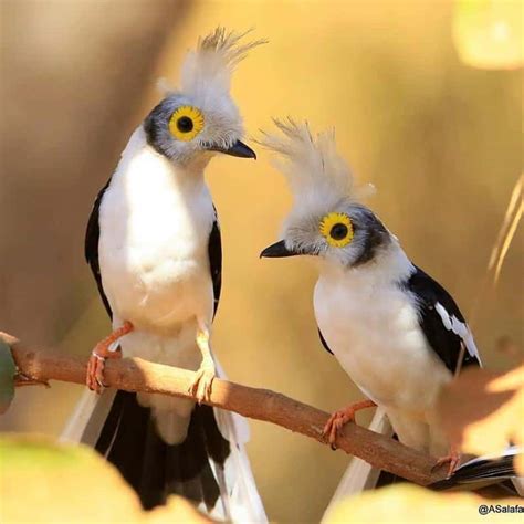 10 Birds With Magnificent Mohawks Every Colour Of The Rainbow Dockery