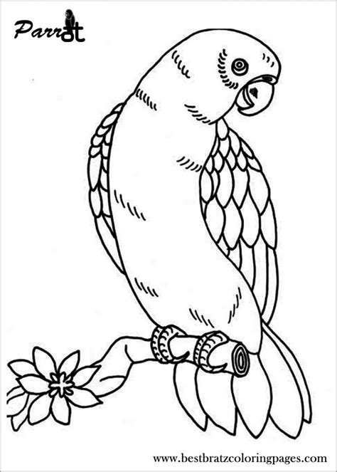 Printable Parrot Coloring Pages For Kids Coloringbay