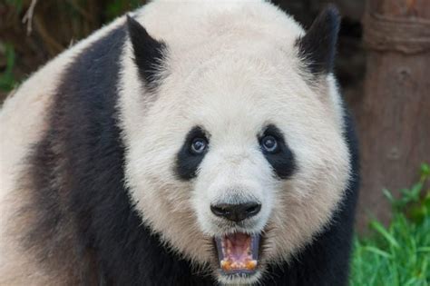7 Panda Facts You Probably Didnt Know Until Now