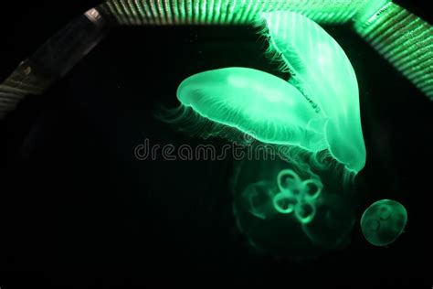 Multicolored Jellyfish Swim Under Water Stock Photo Image Of Fish