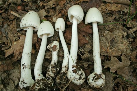 Ohio Edible Mushroom Guide All Mushroom Info