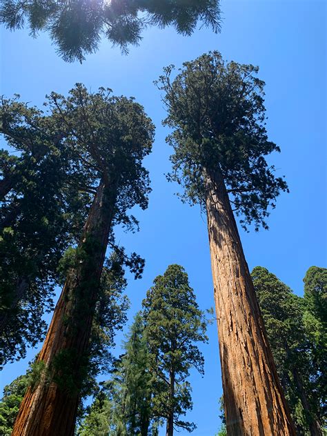 big trees trail in giant forest at sequoia national park