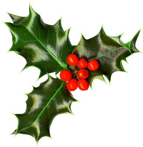 Christmas Holly Png Images Free Download