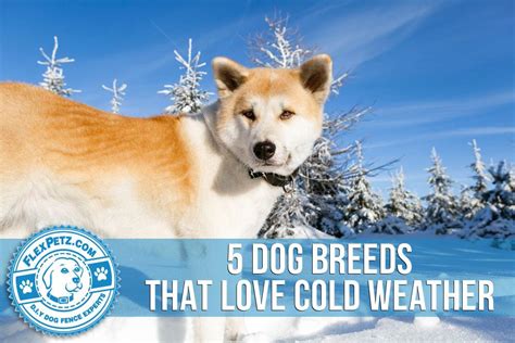 5 Dog Breeds That Love Cold Winter Weather