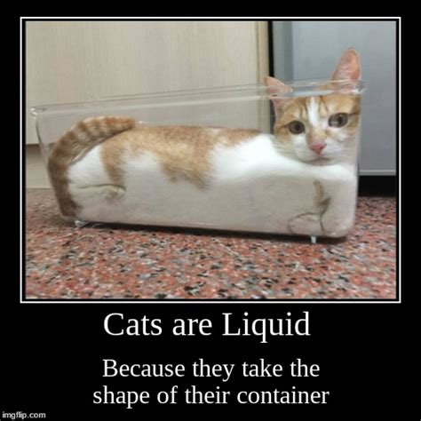 Cats Are Liquid Imgflip
