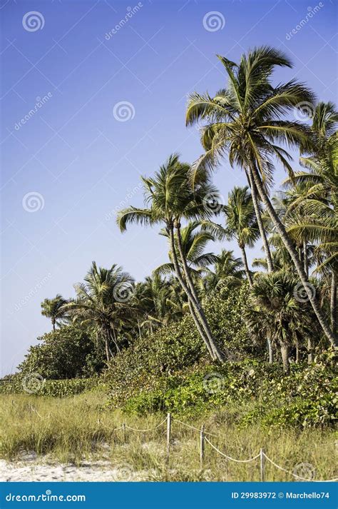 Palm Trees On The Beach In Naples Florida Stock Photo Image Of Plant