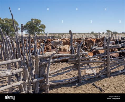 Traditional Wooden Cattle Enclosure Or Pen With Cow Herd In The