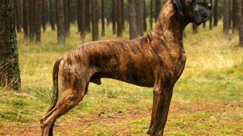 Great Dane Wallpaper 58 Images