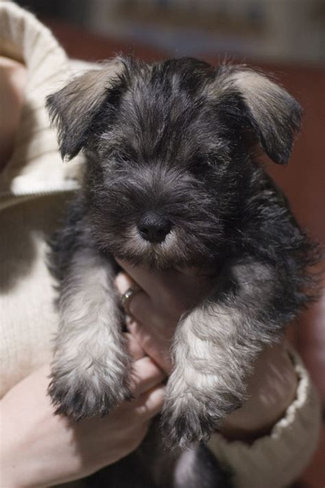 6 Hypoallergenic Dog Breeds That Are Great With Kids Pethelpful