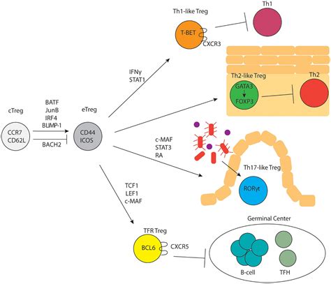 Frontiers Phenotypic And Functional Diversity In Regulatory T Cells