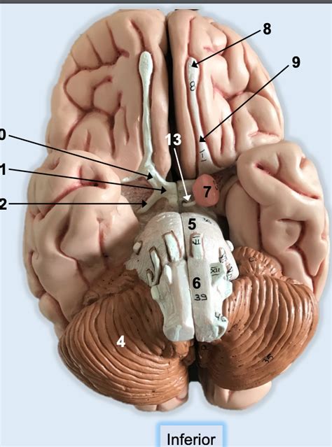 Inferior Brain Model Set 1 Diagram Quizlet