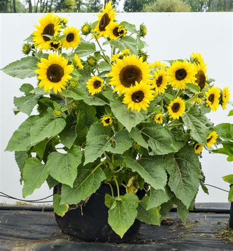 Sunflower Plant