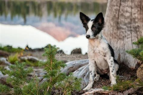Border collie puppies grow to be very intelligent & energetic with strong herding instincts. Sweet Paige - Border Collie Puppy at Sparks Lake || Bend, Oregon Photographer | Collie puppies ...