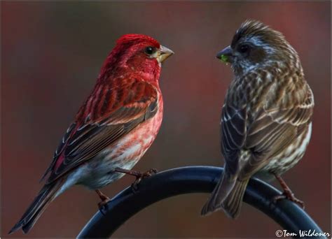 What Is The Difference Between A House Finch And A Purple Finch